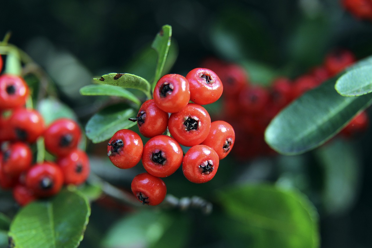 弗赖堡门将 弗赖堡门将